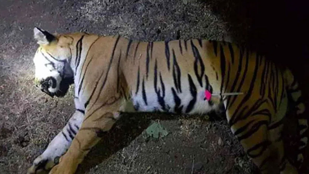 Tiger | రోడ్డు దాటుతున్న పులిని ఢీకొట్టిన వాహ‌నం.. గాయాలపాలై మృతి