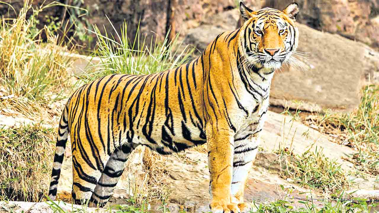 దేశంలో 3,682కు పెరిగిన పులుల సంఖ్య