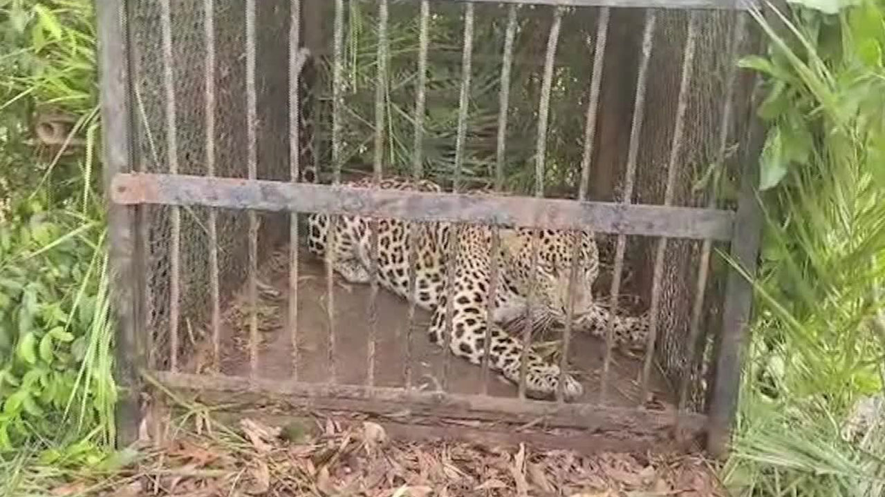 Leopard | తిరుమలలో బోనుకు చిక్కిన చిరుత .. ఎస్వీ జూపార్క్‌కు తరలిస్తామన్న టీటీడీ ఈవో