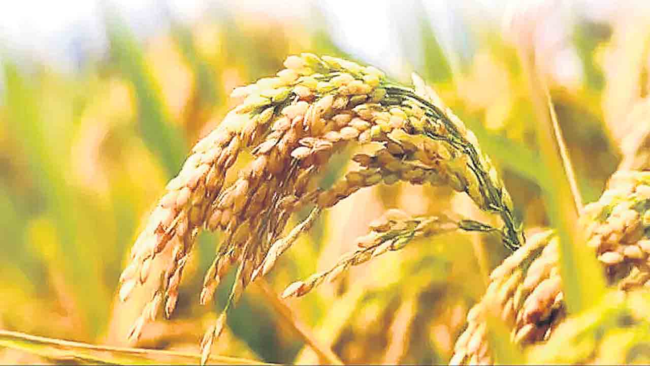 వరి విస్తీర్ణం పెరుగుదలలో తెలంగాణ టాప్‌