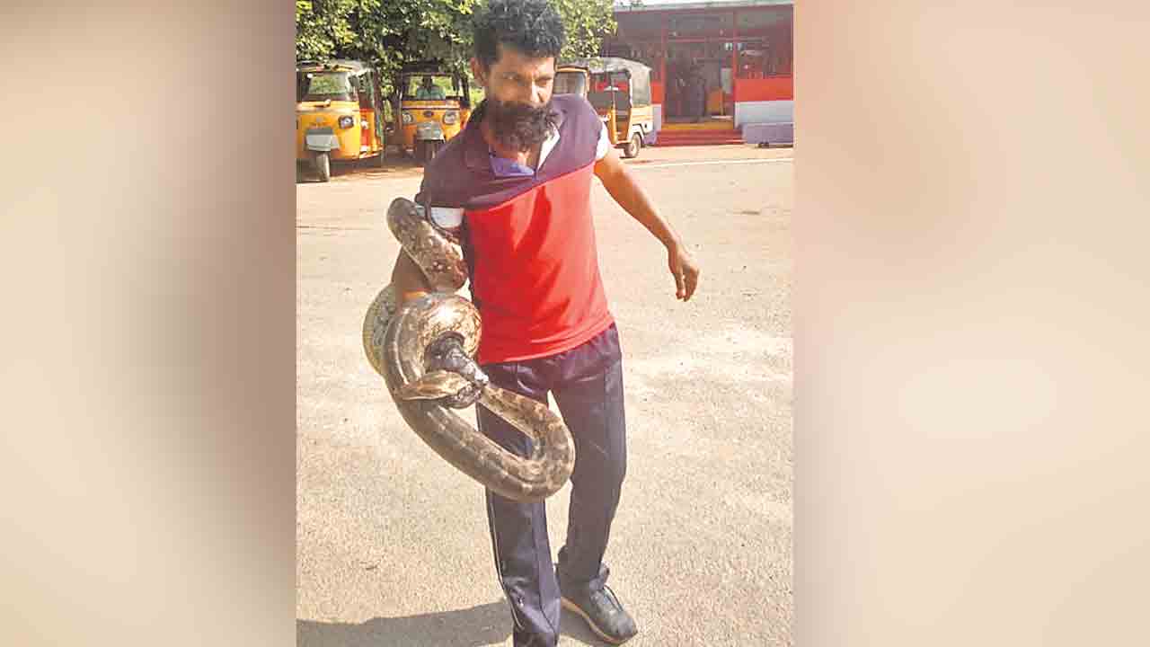 భారీ కొండచిలువ లభ్యం