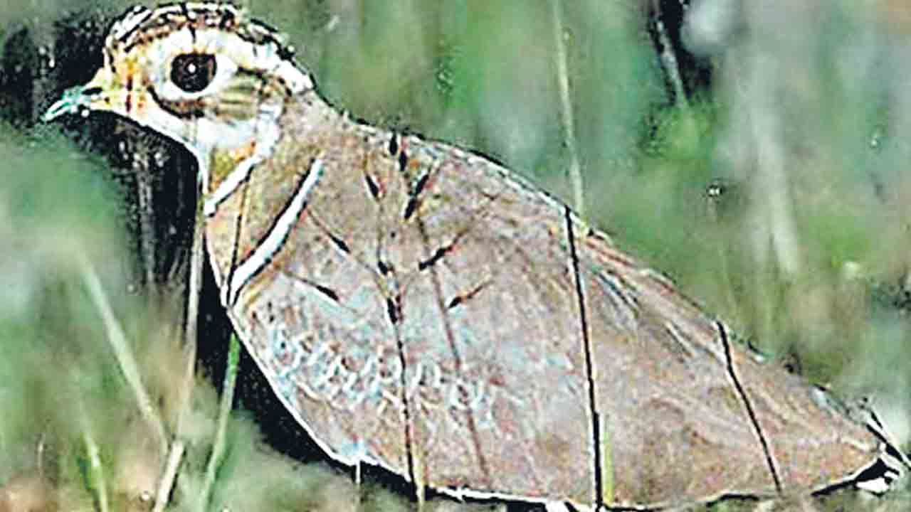 Kalivikodi |  అంతరించిపోతున్న అరుదైన పక్షి.. కలివికోడి కోసం మూడు దశాబ్దాలుగా అన్వేషణ