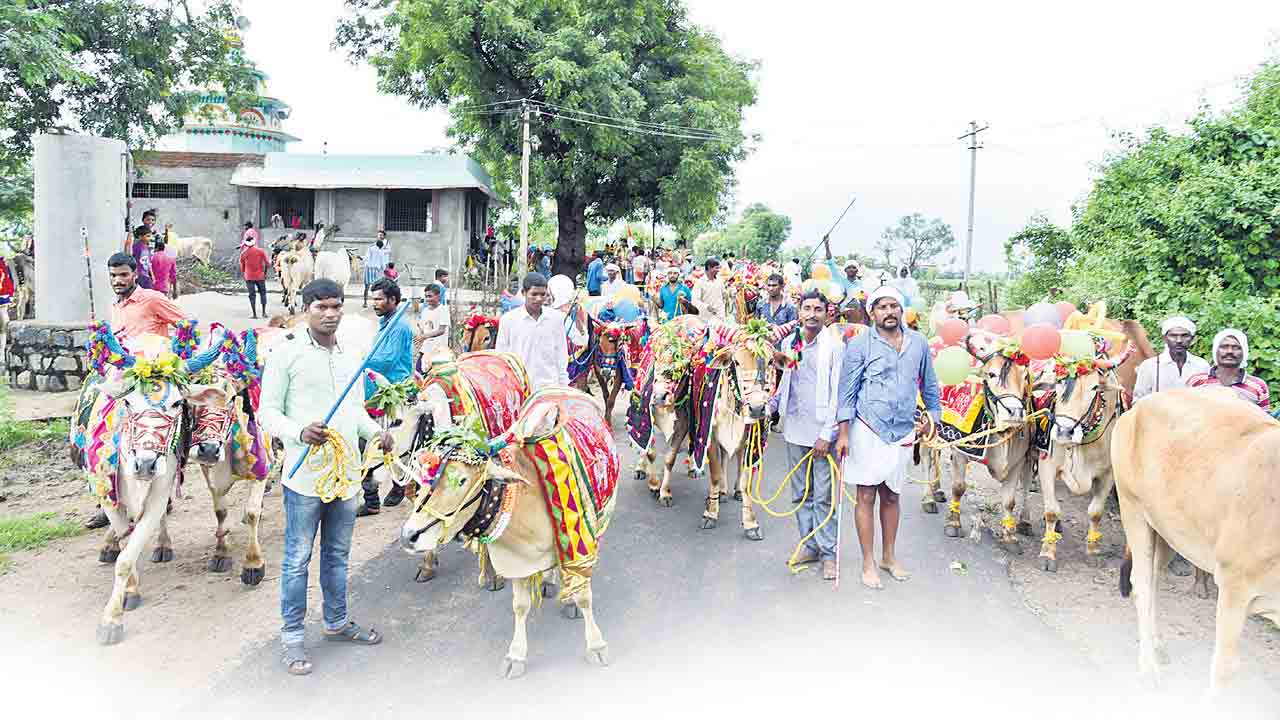 కాడెద్దుల పండుగ‌
