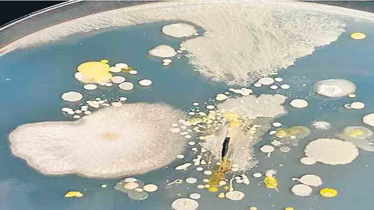 భారత్‌కు తీవ్ర ముప్పులా మారిన సూపర్ బగ్స్.. ఏటా వేలల్లో మరణాలు.. అసలేంటివి?