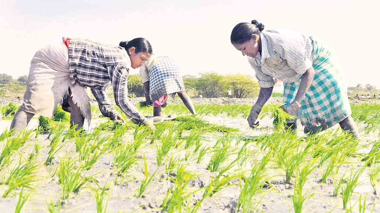 కరువు నేలలో జలసిరులు