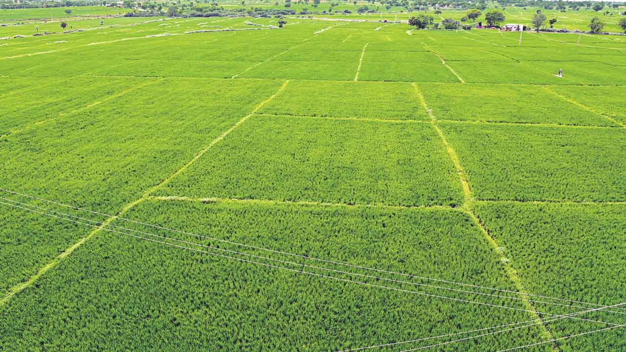 నాడు కరువు.. నేడు కలిమి