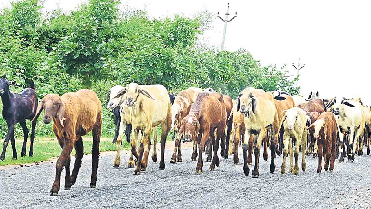 ఎల మంద‌హాసం
