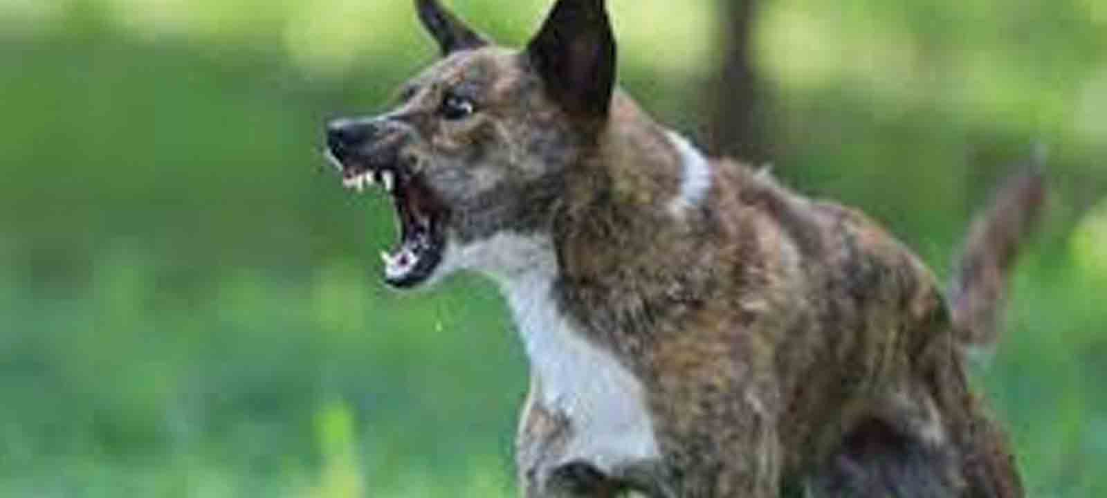 Kerala | ఖాకీ దుస్తుల్లో ఎవరొచ్చినా కరిచేలా శునకాలకు శిక్షణ ఇచ్చిన డ్రగ్‌ డీలర్‌