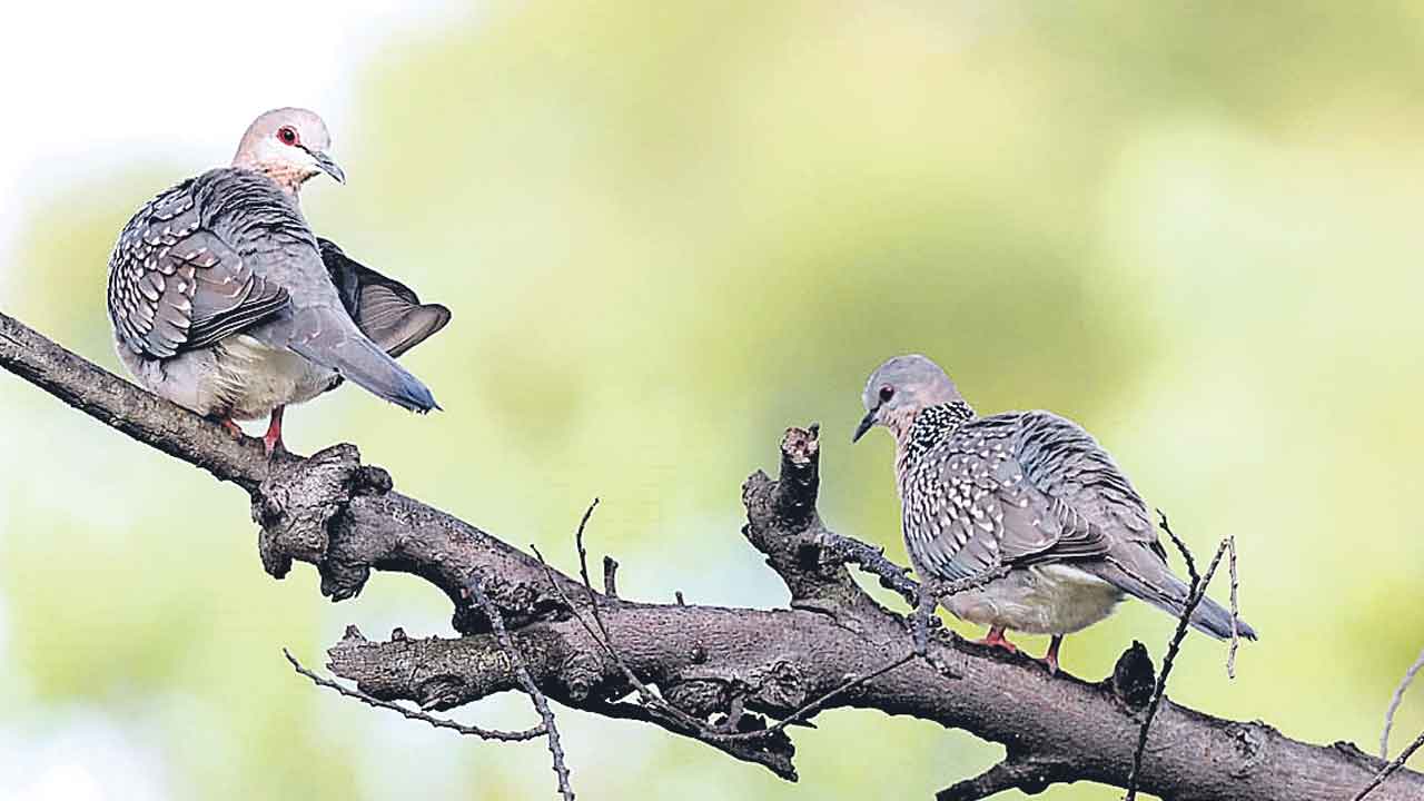 పక్షి ప్రపంచం.. రండి వీక్షిద్దాం