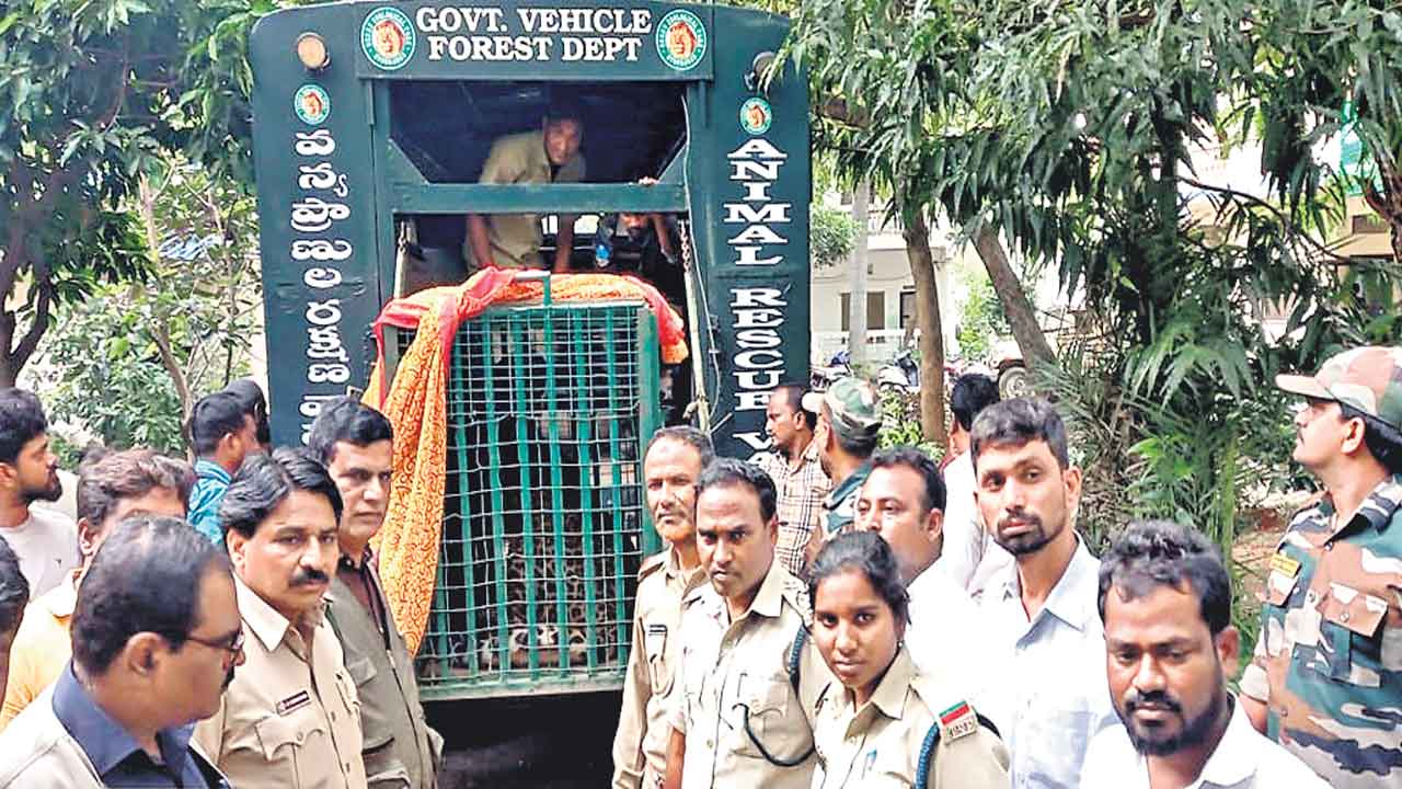 ఎట్టకేలకు చిక్కిన చిరుత