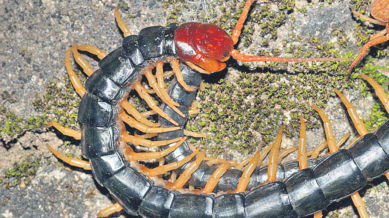 CCMB |  జెర్రిపై సీసీఎంబీ అధ్యయనం.. 400 మిలియన్‌ ఏండ్ల జన్యుక్రమంపై రిసెర్చ్‌