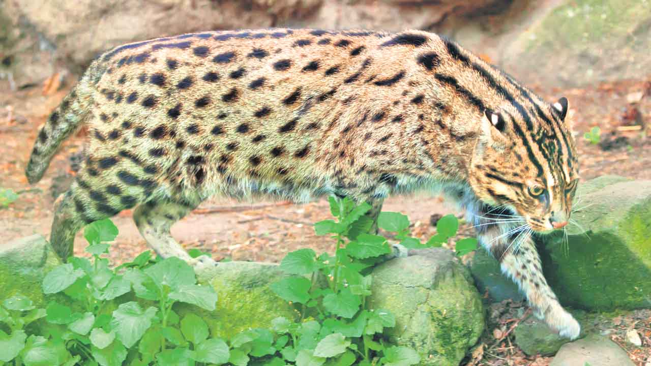 Fishing Cat |  ఏపీలో ప్రత్యక్షమైన దక్షిణ ఆగ్నేయ ఆసియా దేశాల్లో మాత్రమే కనిపించే అరుదైన జాతి బావురు పిల్లి.. ప్రపంచంలో వీటి సంఖ్య ఎంతో తెలుసా?