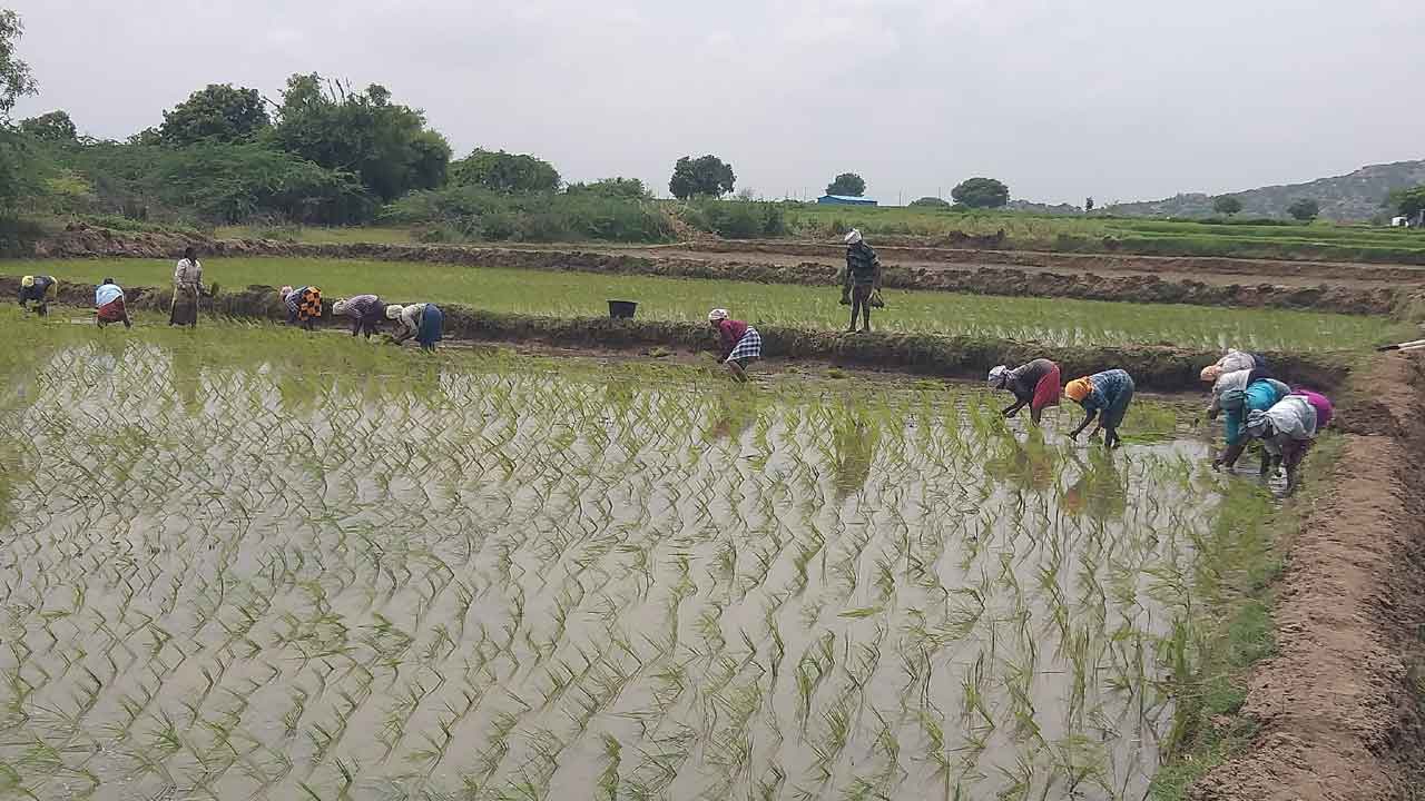 మాన్యం భూములు..మాగాణాలు