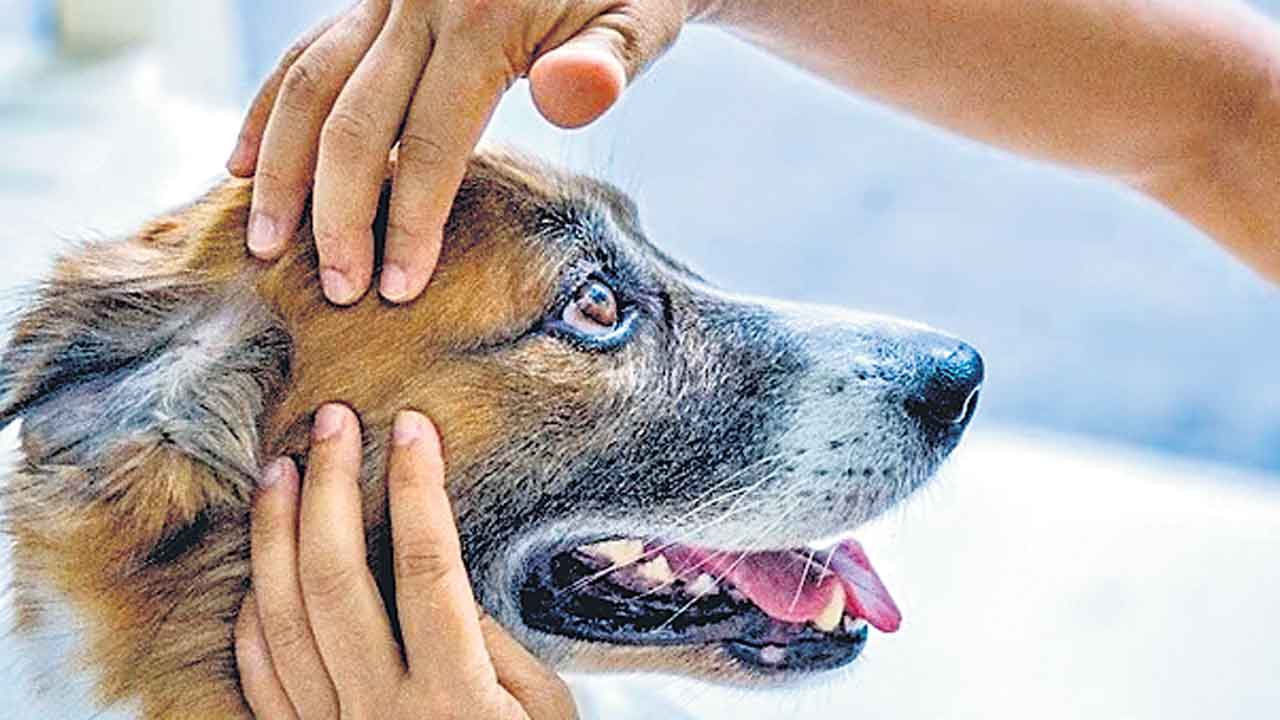 శునకాల నుంచి మనుషులకు వ్యాధి