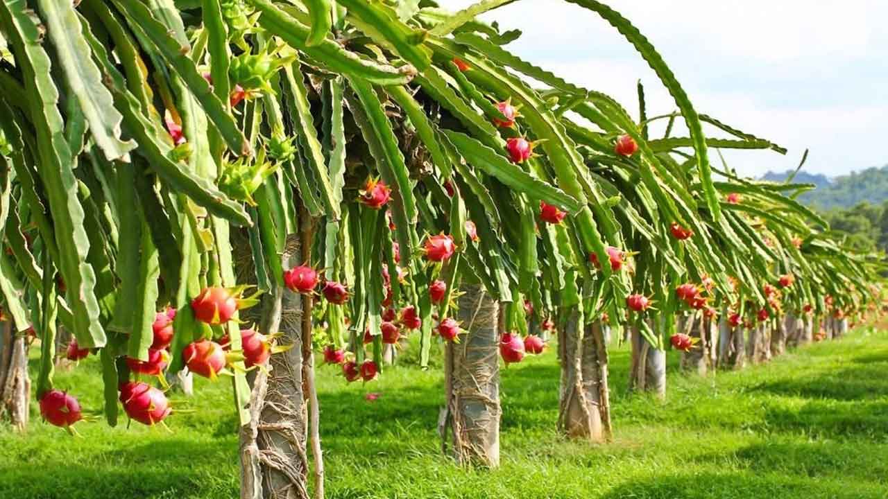 రైతన్న చూపు డ్రాగన్‌ ఫ్రూట్‌ వైపు