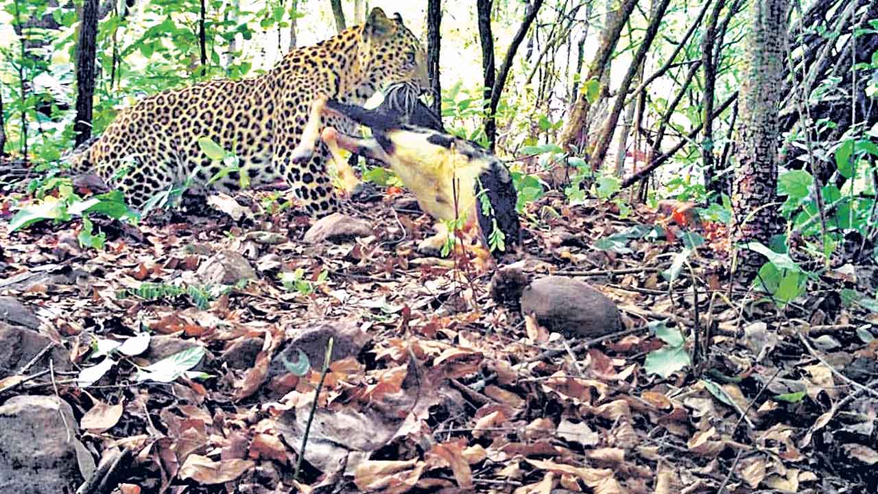 ధర్మారంలో చిరుత సంచారం