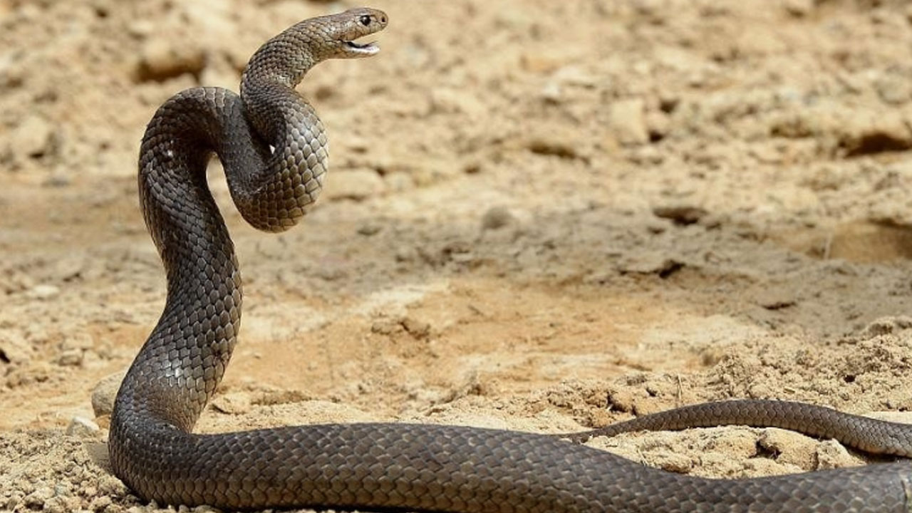 Venomous Snake | విషసర్పం నుంచి స్నేహితుడిని కాపాడబోయి ప్రాణాలు విడిచాడు..