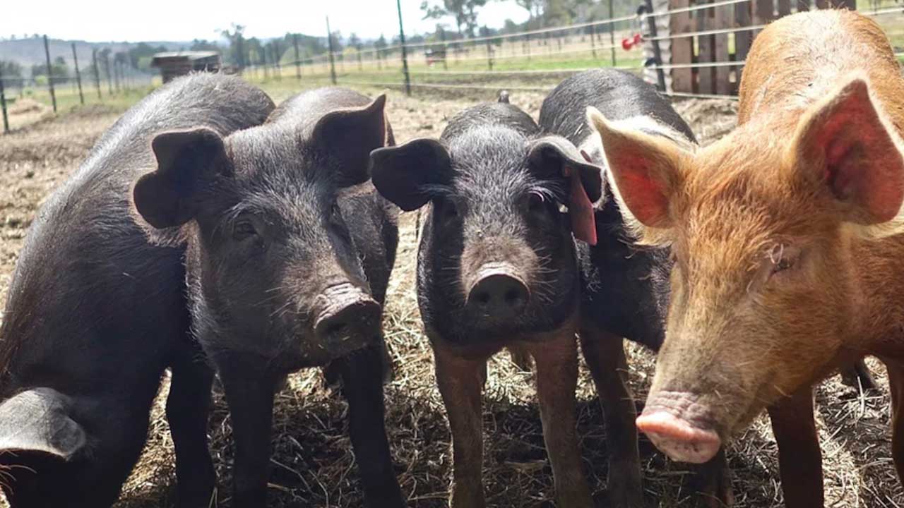 African swine fever | అసోంలో విజృంభిస్తున్న ఆఫ్రికన్‌ స్వైన్‌ ఫీవర్.. కరెంట్‌ షాక్‌తో 1000 పందుల నిర్మూలన