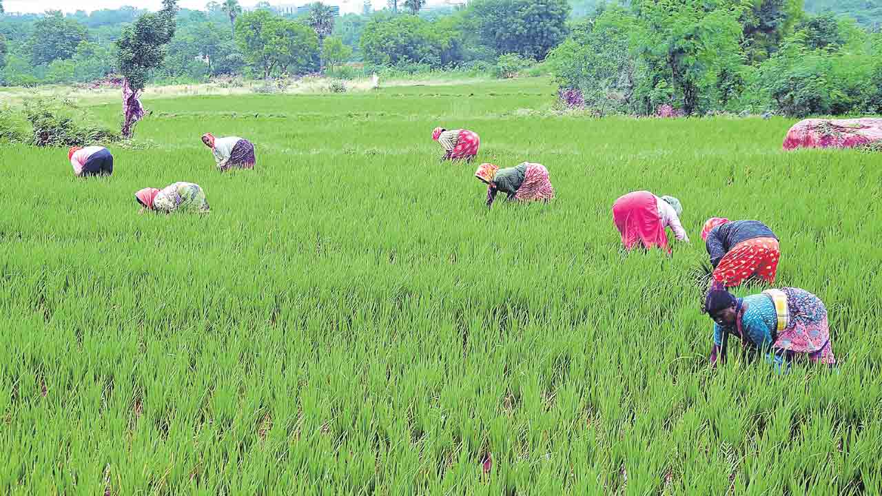 సుస్థిర వ్యవసాయమే రక్ష