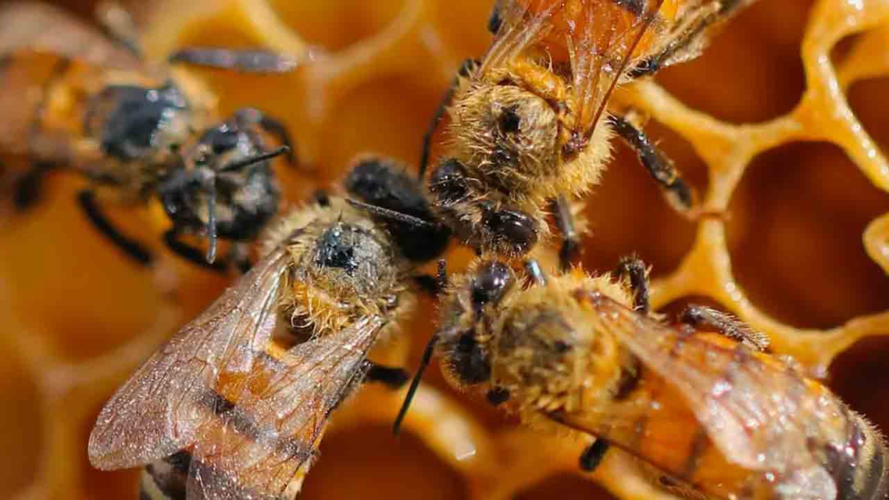 Bee Attack | తేనెటీగల దాడిలో ఇద్దరు చిన్నారులు మృతి