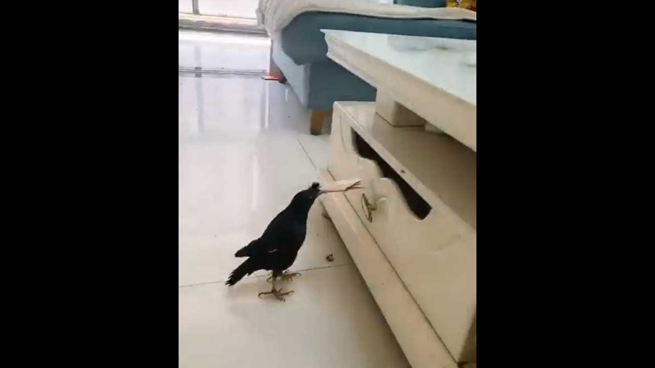 Bird Steals Currency | పొరుగిళ్లలోంచి కరెన్సీ ఎత్తుకొచ్చి యజమాని సొరుగు నింపుతున్న పక్షి.. Viral video