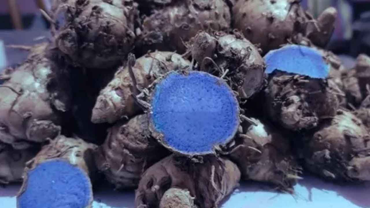 నల్ల పసుపు ముచ్చట్లు