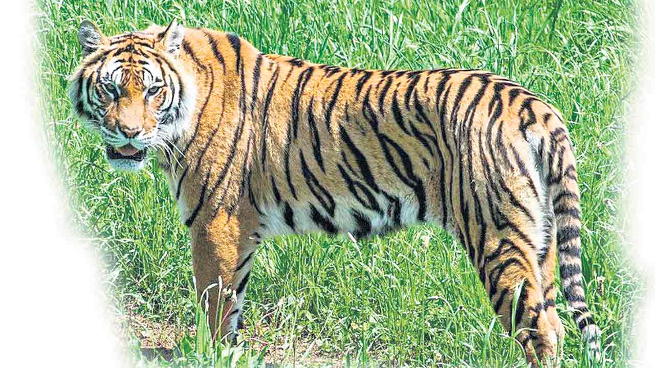 Tigers |  మూడు రోజులకో పులి మృతి.. ఐదేండ్లలో ఎన్ని పులులు మృత్యువాత పడ్డాయో తెలుసా?