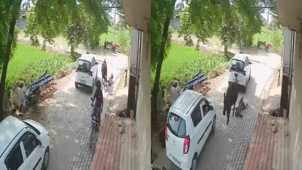 Watch: వృద్ధుడ్ని రోడ్డుపై ఈడ్చుకెళ్లిన ఆవు.. వీడియో వైరల్‌