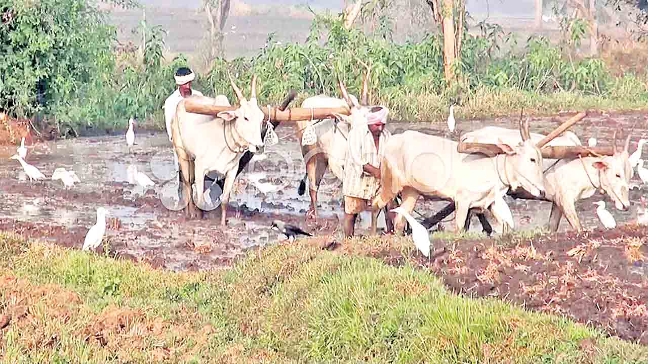 ప్రతి రైతుకూ పంట రుణం రెన్యువల్‌