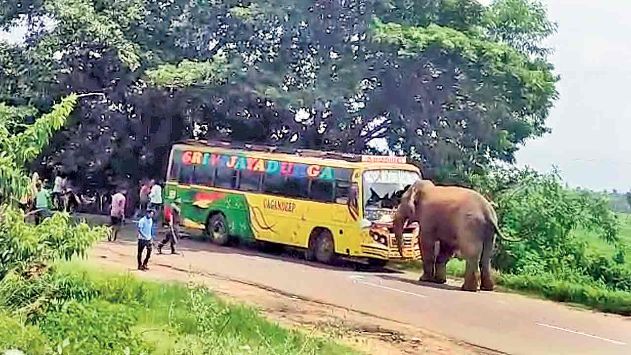 ఏపీలో ఏనుగు బీభత్సం