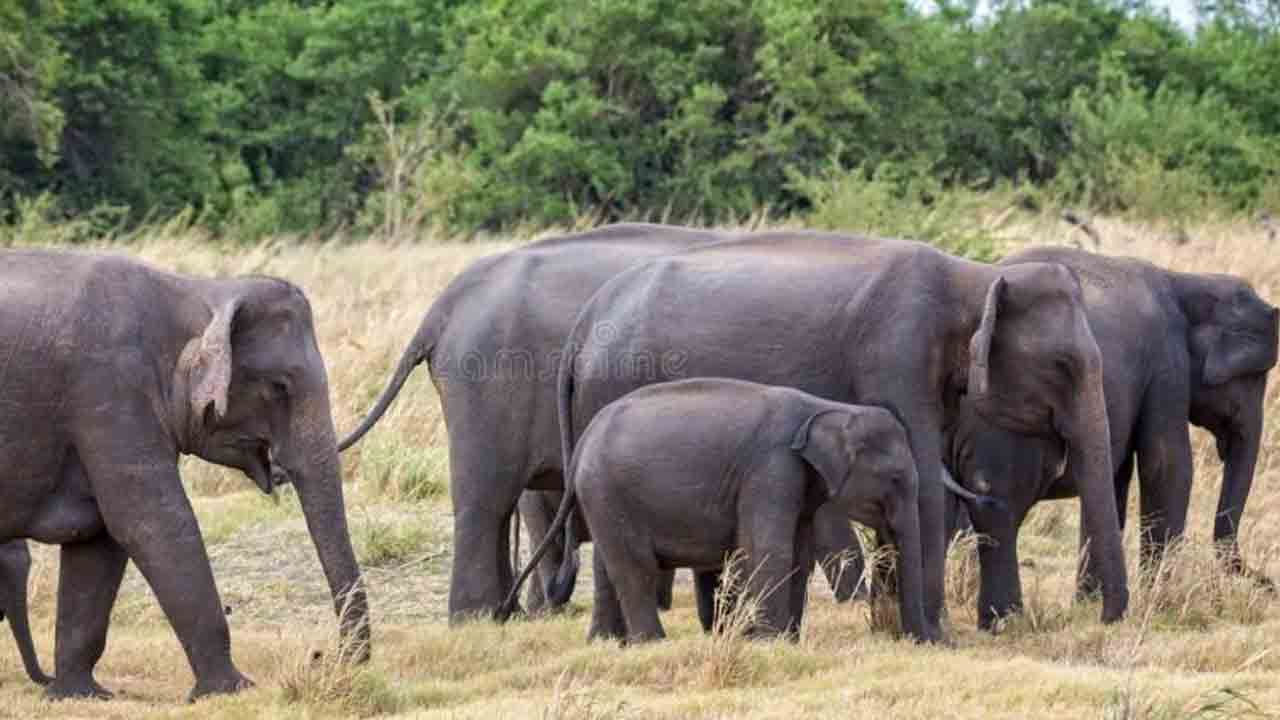 మన్యం జిల్లాలో స్కూలుపై ఏనుగుల గుంపు దాడి