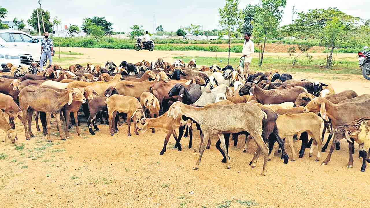 Golla Kuruma