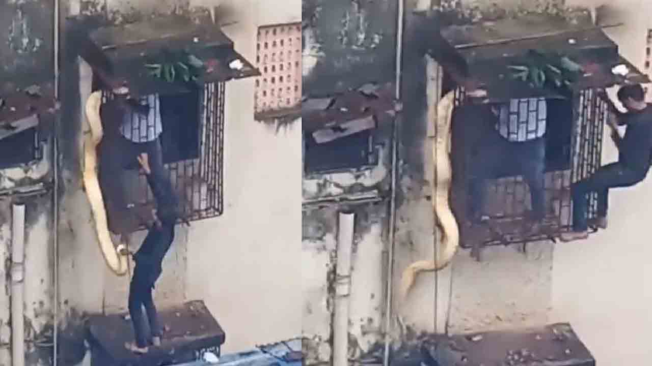 Viral video | షాకింగ్‌.. ఇంటి కిటికీలో చిక్కుకుపోయిన పేద్ద పైతాన్‌ను ఎలా రక్షించారో చూడండి
