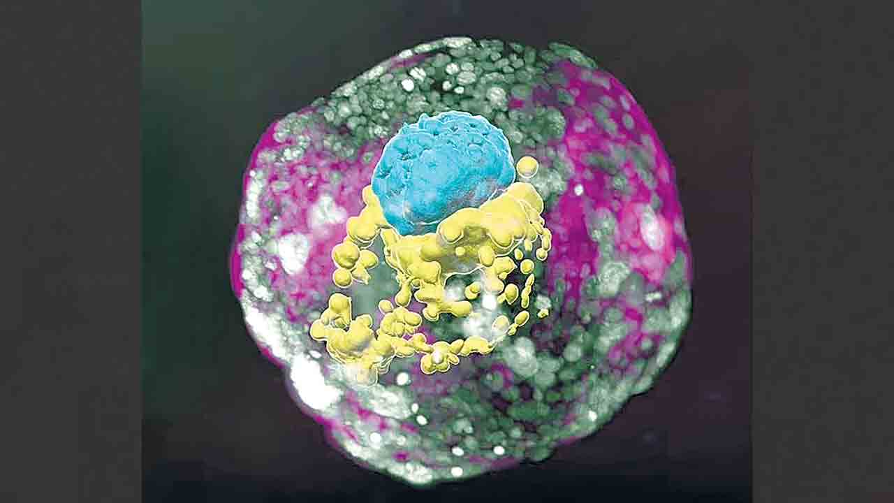 Human Embryo |  వీర్యం, అండం లేకుండానే పిండాన్ని సృష్టించిన ఇజ్రాయెల్‌ శాస్త్రవేత్తలు