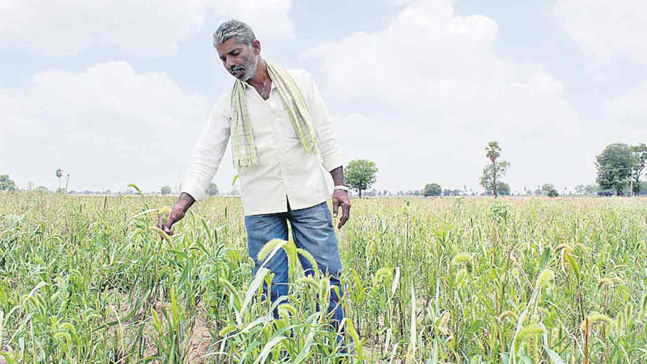 చౌడు నేలలో సేంద్రియ సేద్యం