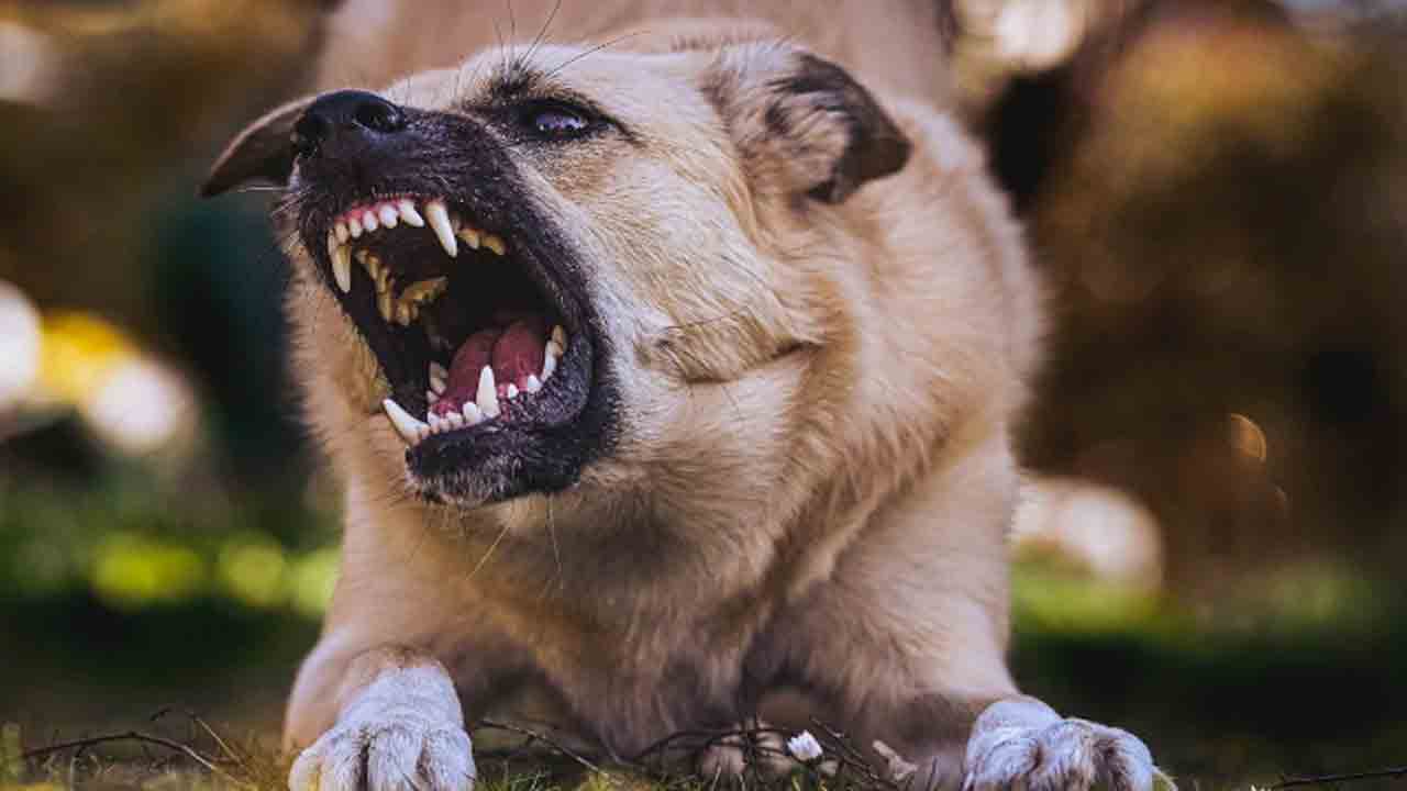 Police Face Dog Threat | ఖాకీ డ్రెస్‌లో ఉన్న వారిని కరిచేలా కుక్కలకు ట్రైనింగ్‌.. దాడి నుంచి  తప్పించుకున్న   పోలీసులు