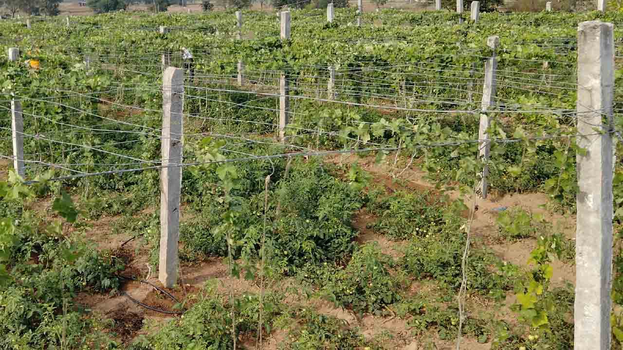 లాభాల పందిరి