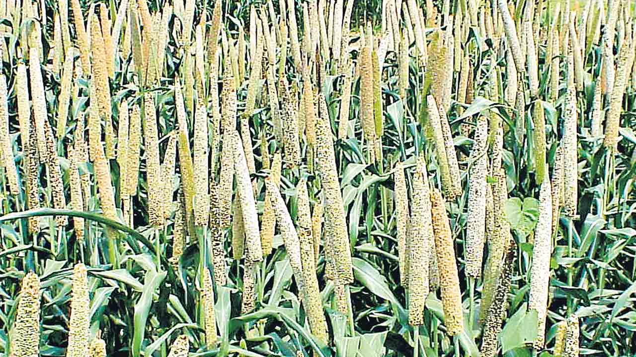 సజ్జల్లోనే ప్రతికూలతను తట్టుకొనే శక్తి