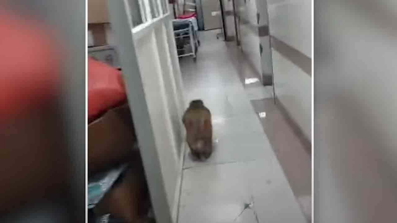 Monkey in Hospital | ఆస్పత్రి ఆపరేషన్‌ థియేటర్‌లో కోతుల కలకలం.. జీ20 సమావేశాలే కారణమట..!