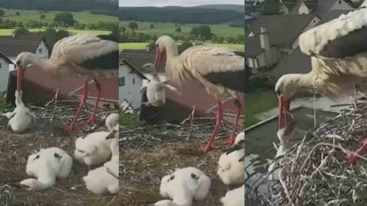 Watch: వింతగా ప్రవర్తించిన తల్లి కొంగ.. ఎత్తైన గూడు నుంచి పిల్లను విసిరేసిన వైనం