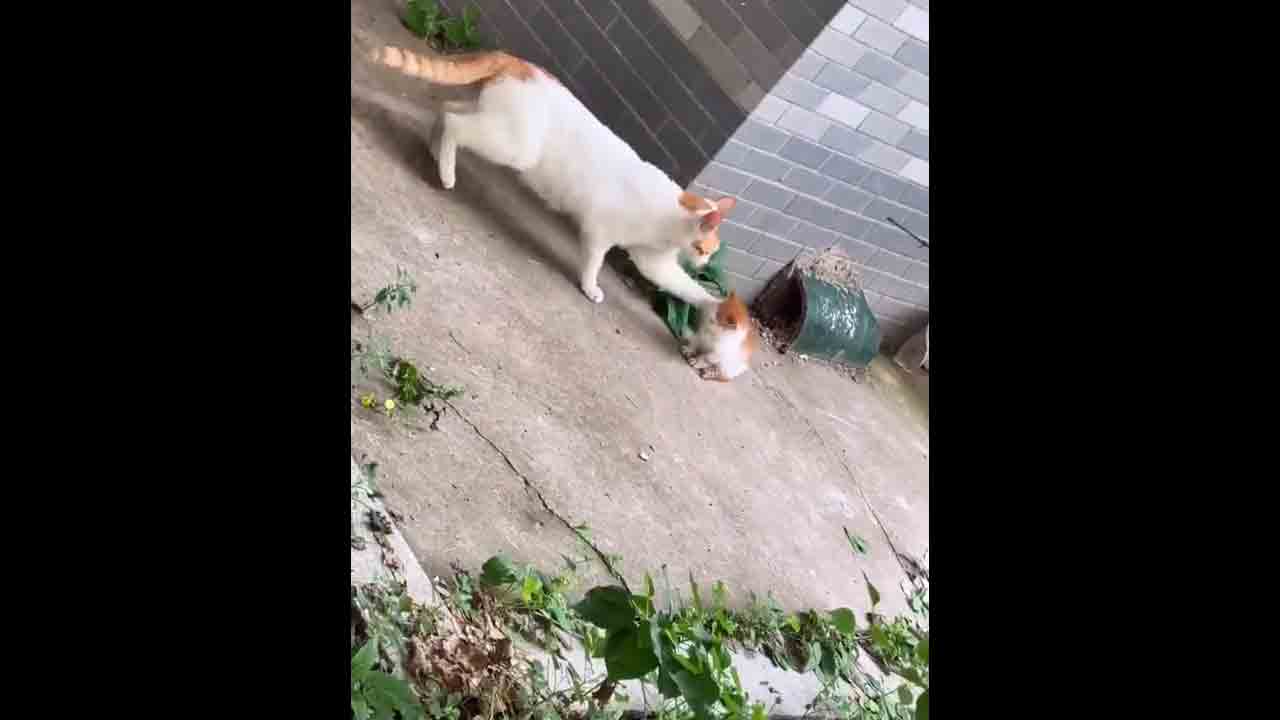 Viral Video | తప్పిపోయిన తన బిడ్డ కనిపించగానే కోపంతో చెంపపై ఒక్కటిచ్చి.. నోటితో ఎత్తుకెళ్లిన పిల్లి.. వీడియో