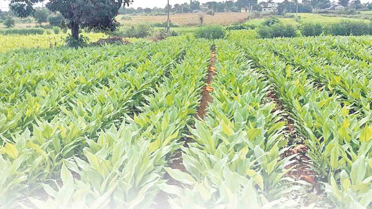 మరో నాటకం..