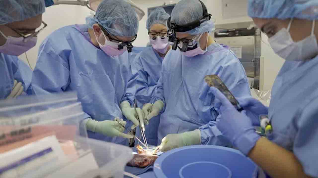 Pig kidney | అవయవ మార్పిడి విధానంలో ముందడుగు.. మనిషి శరీరంలో 2 నెలలు సక్రమంగా పనిచేసిన పంది కిడ్నీ