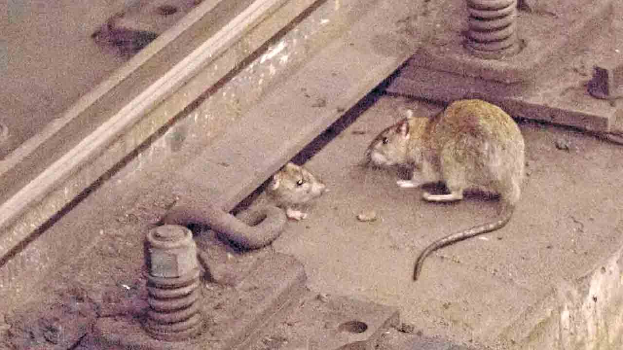 ఎలుక కోసం కొండంత ఖర్చు!