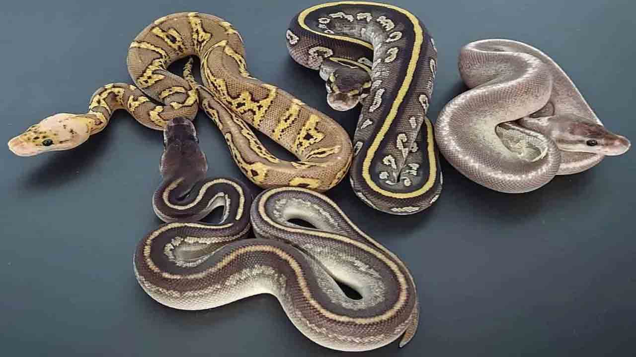 Crime news | బ్యాగులో 72 అరుదైన పాములు, ఆరు మరణించిన కోతులు.. అక్రమంగా తరలిస్తుండగా పట్టుకున్న అధికారులు