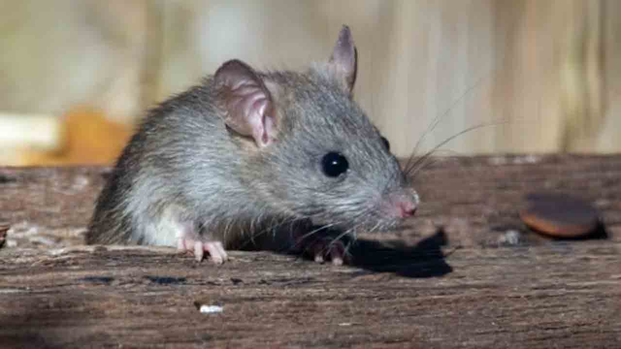 Rats Catch | 168 ఎలుకలు పట్టుకునేందుకు రూ.69 లక్షల ఖర్చు.. లక్నో డివిజన్‌ రైల్వేపై విమర్శలు