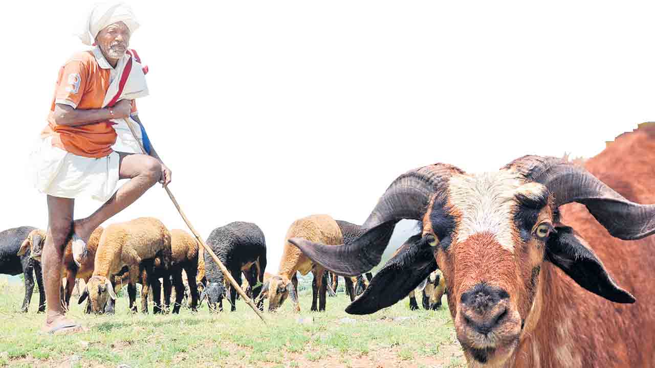 గొల్లకుర్మలకు భరోసా