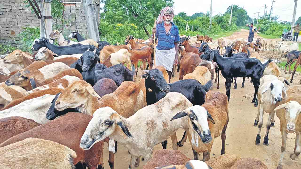 Sheep Distribution scheme |  కులవృత్తుల్లో కోటి కాంతులు.. కూలీలను యజమానులుగా చేసిన గొర్రెల పంపిణీ పథకం