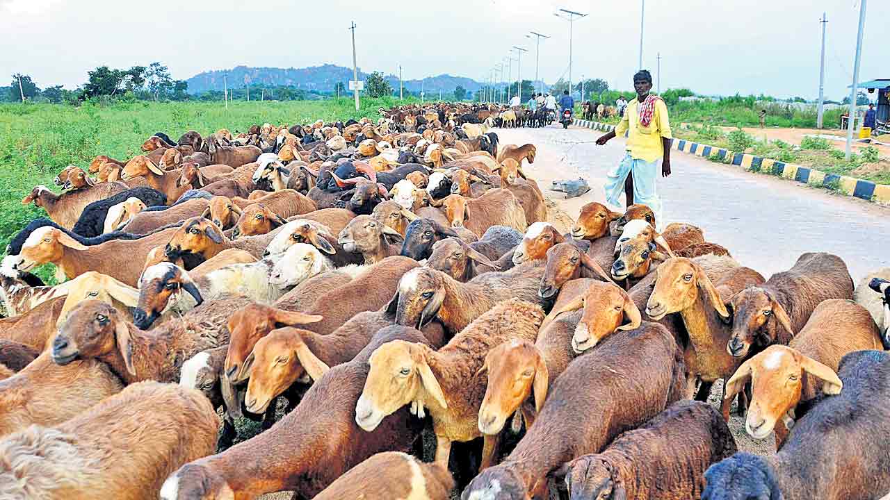 గొర్రెల లబ్ధిదారులు @ 4.13 లక్షలు