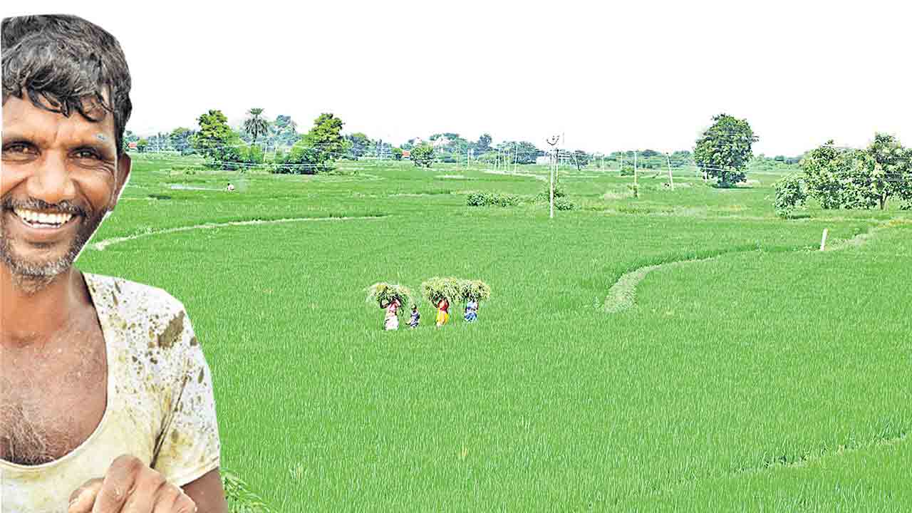 సాగు జోరు..